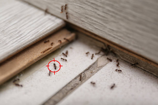 Professional Pest Control in Machesney Park, IL
