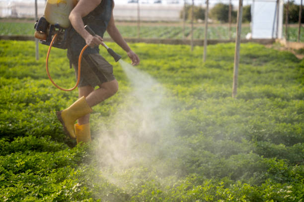 Best Pest Removal Services  in Machesney Park, IL